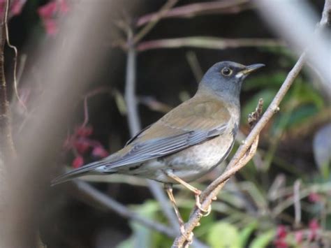 鳥 庭|庭に来る野鳥たち